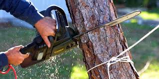 Best Tree Health Inspection  in Richwood, NJ