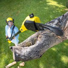 Professional Tree Care in Richwood, NJ