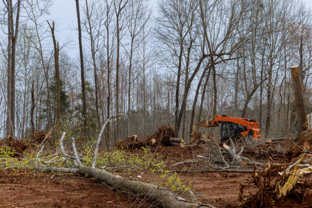 Best Tree Mulching  in Richwood, NJ